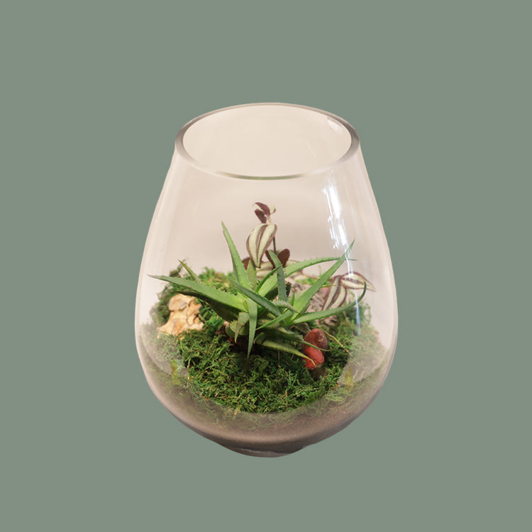 Terrariums