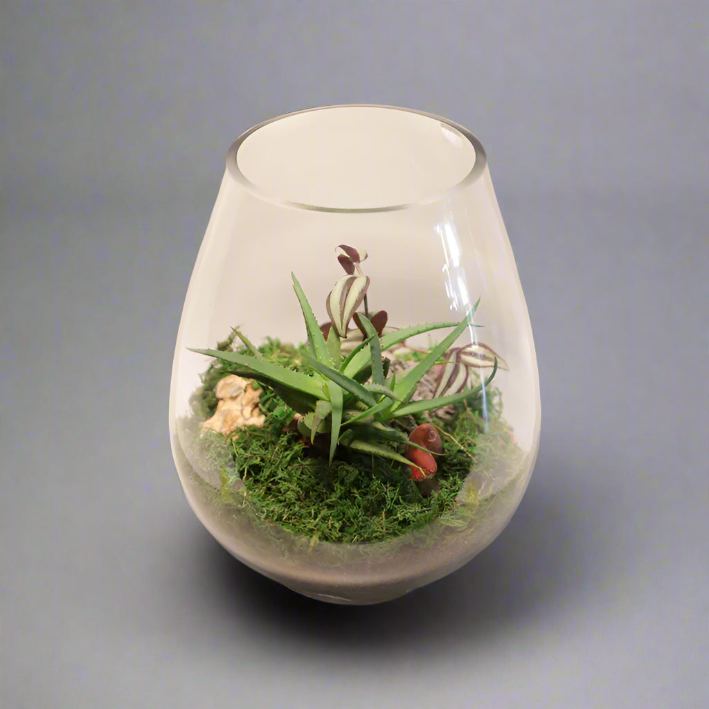 Terrariums