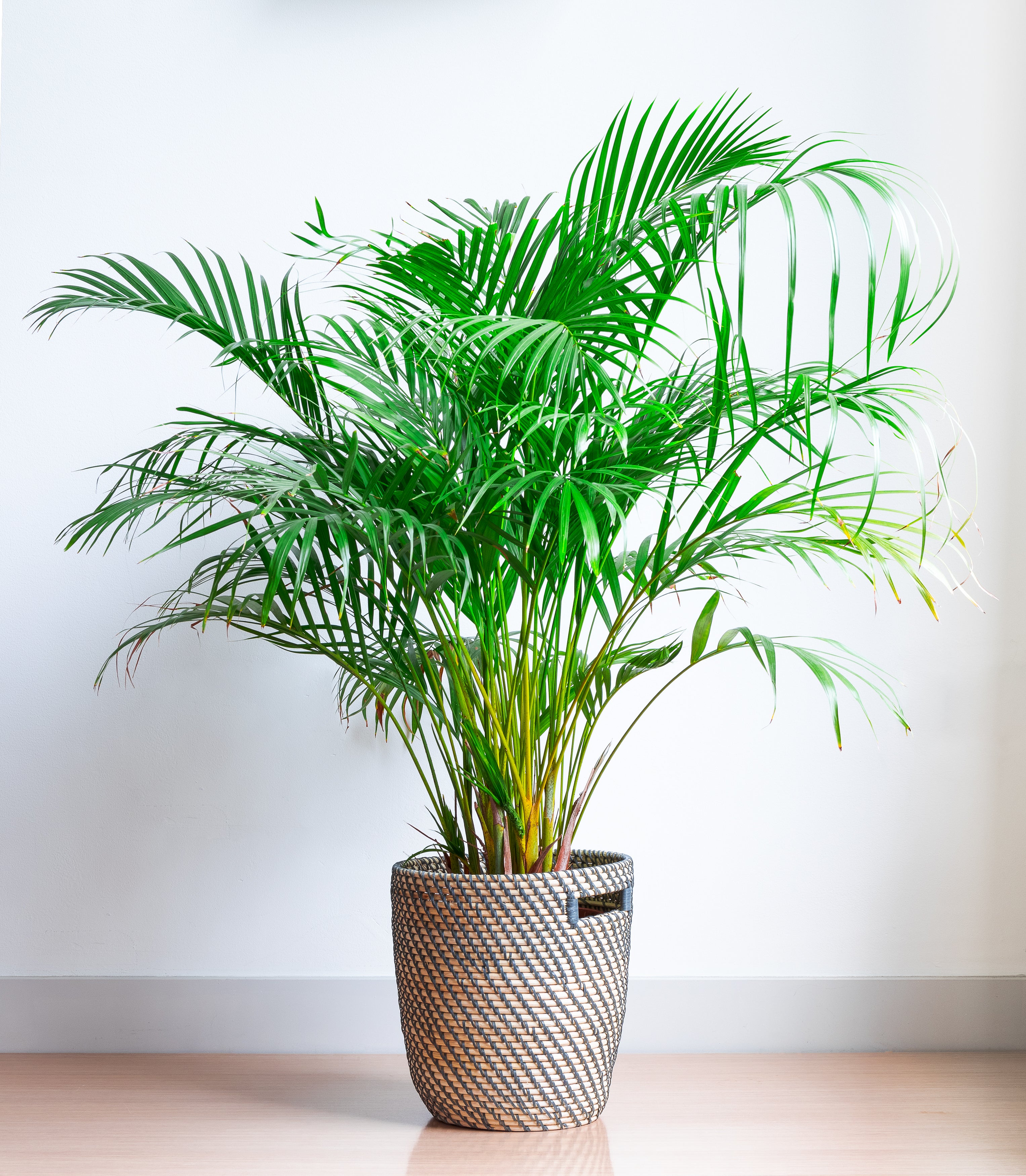 Palm