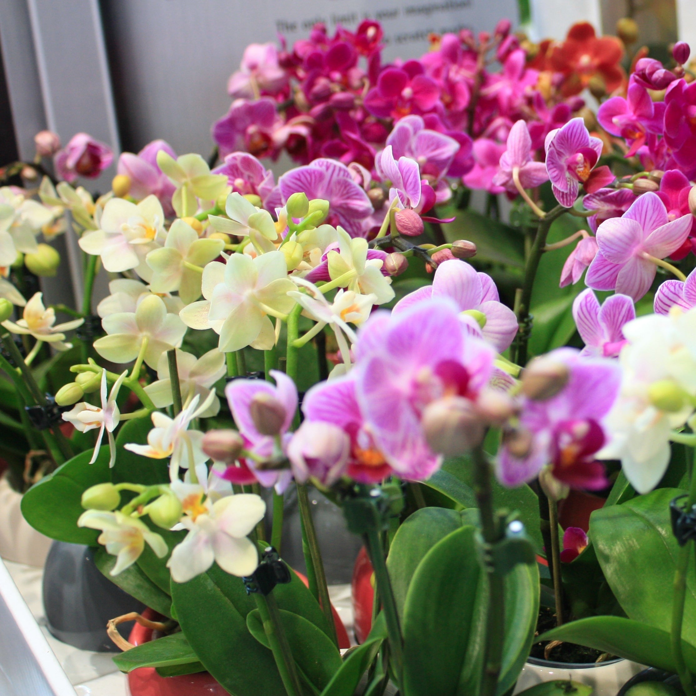 Small Phalaenopsis Orchids