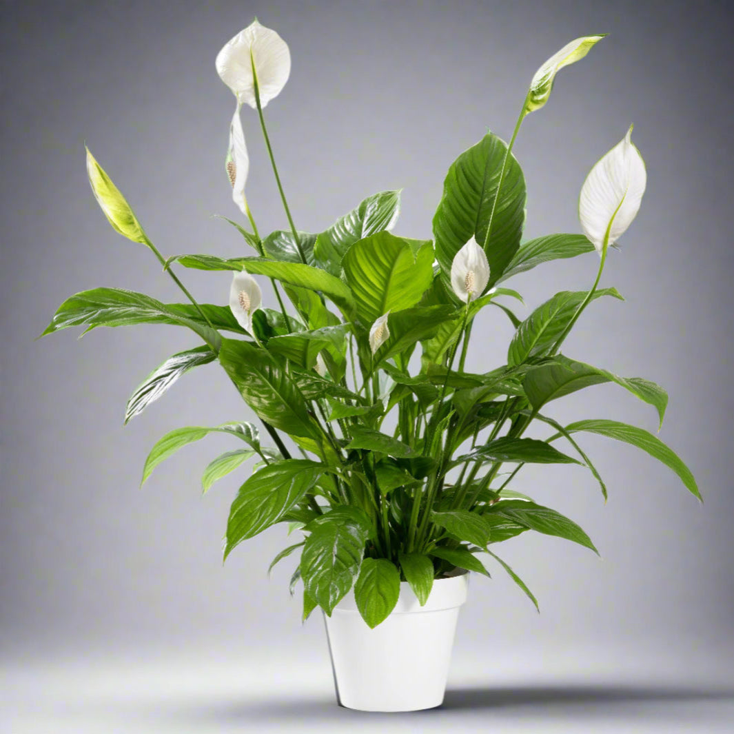 Peace Lilies