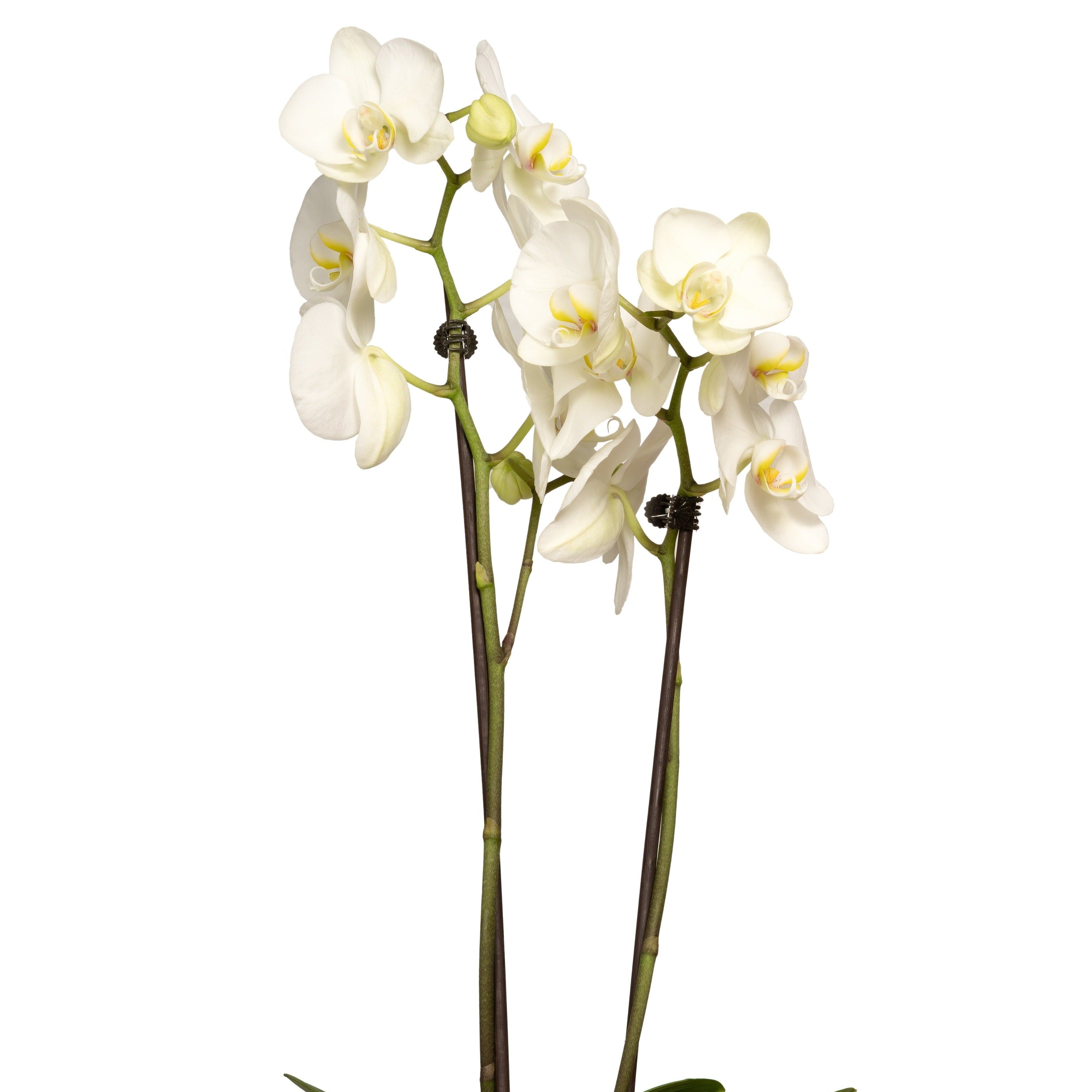 White Orchid