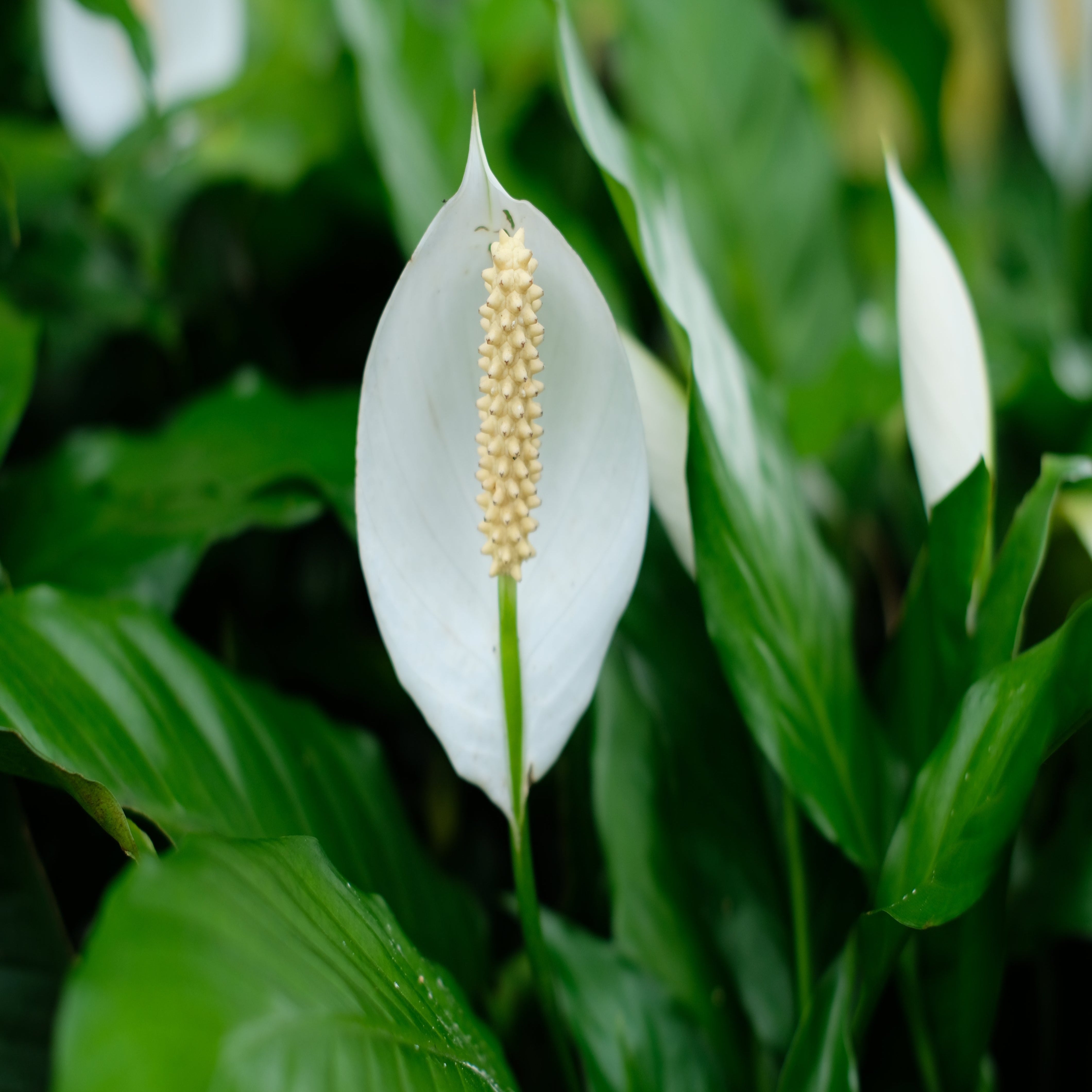 Peace Lilies