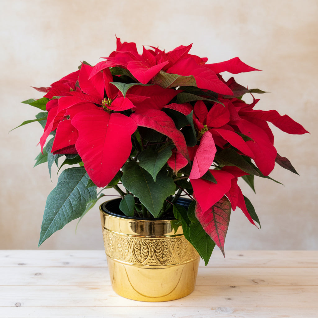Poinsettia