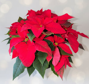 Poinsettia