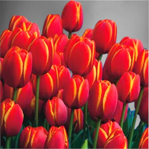 Tulips