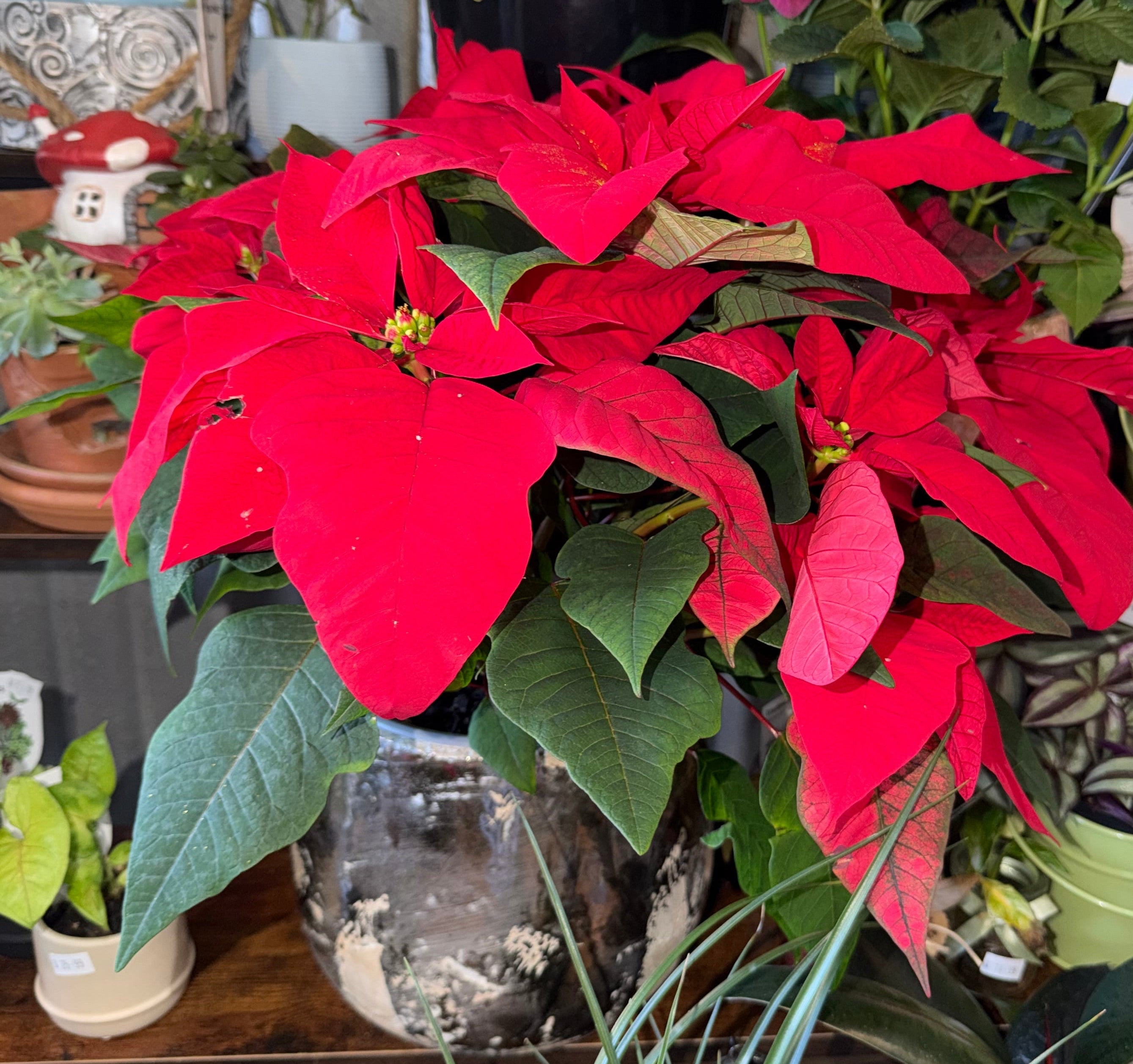 Poinsettia